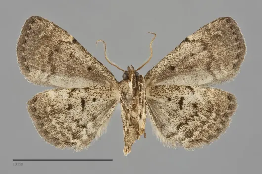 Idia aemula