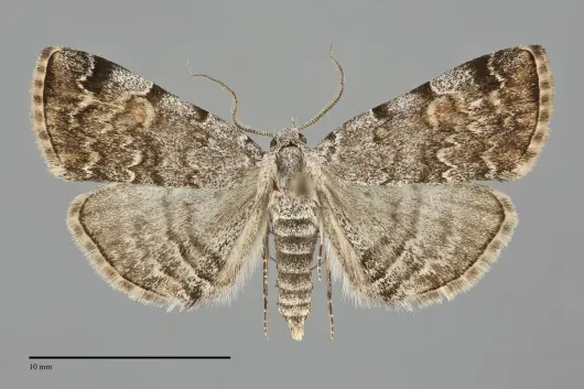 Idia americalis