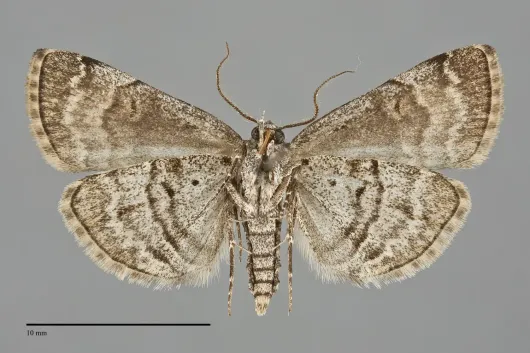 Idia americalis