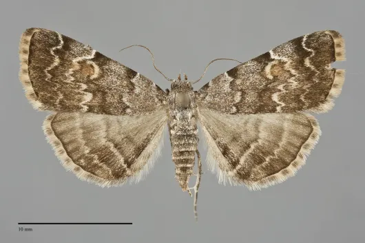 Idia americalis