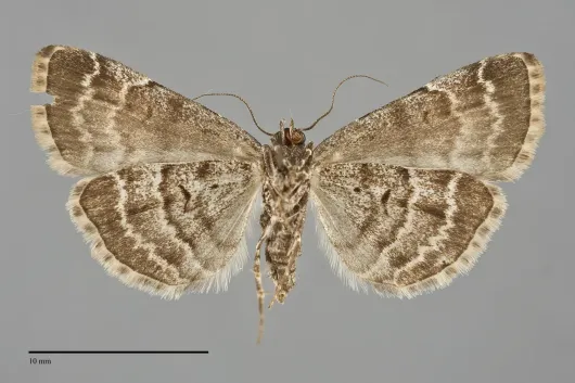 Idia americalis