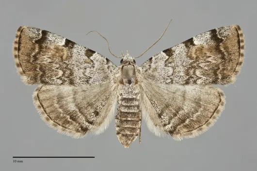 Idia americalis