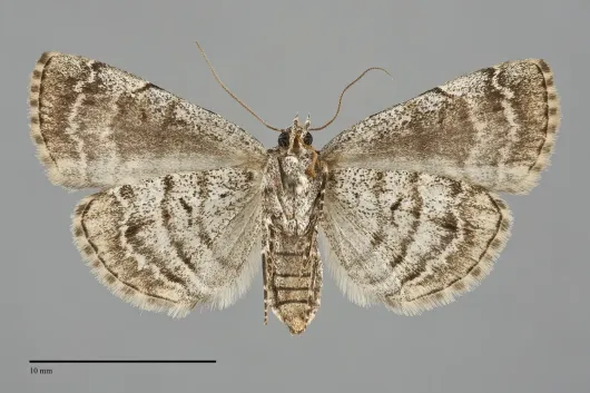 Idia americalis