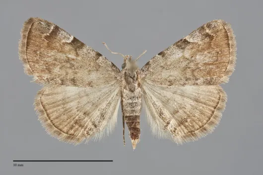 Idia americalis