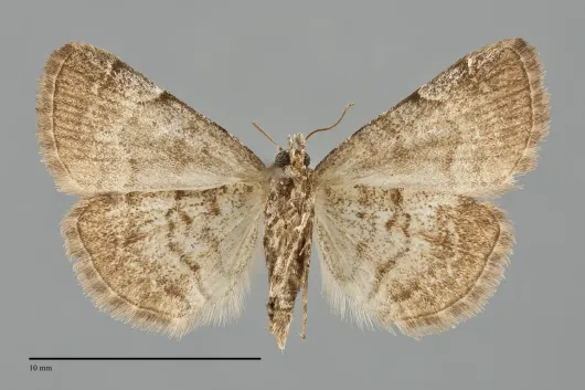 Idia americalis