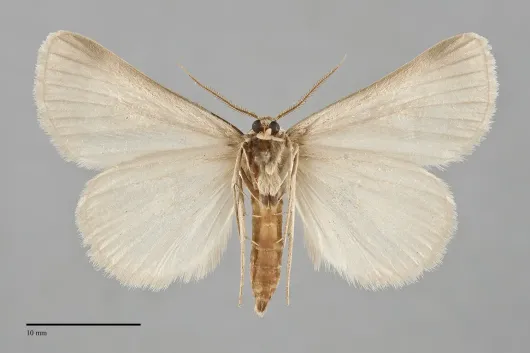 Idia immaculalis
