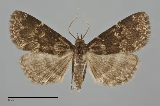 Idia lubricalis