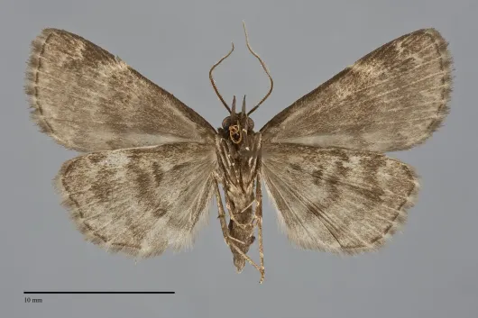 Idia lubricalis