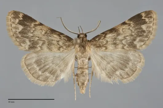 Idia occidentalis