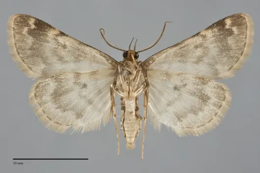 Idia occidentalis