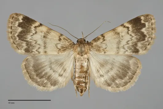 Idia occidentalis