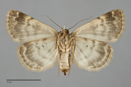 Idia occidentalis