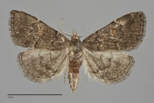 Idia suffusalis