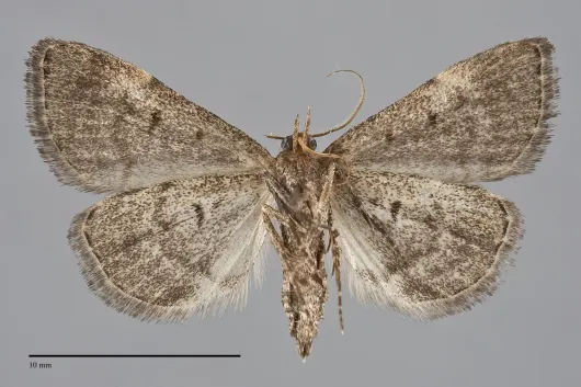 Idia suffusalis