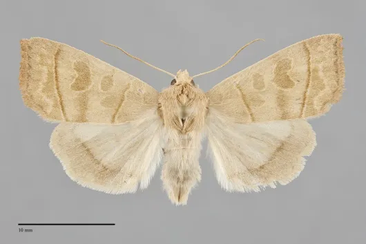 Ipimorpha nanaimo