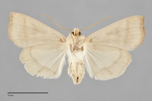 Ipimorpha nanaimo