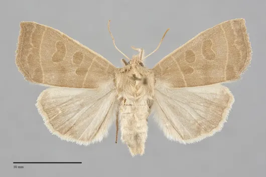Ipimorpha pleonectusa
