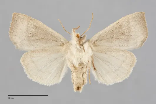 Ipimorpha pleonectusa