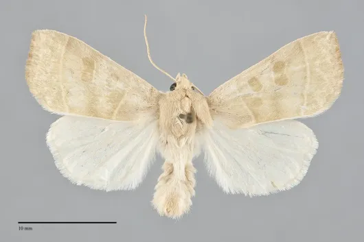 Ipimorpha viridipallida