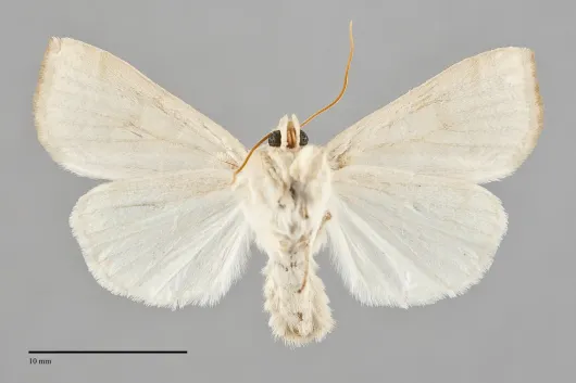 Ipimorpha viridipallida
