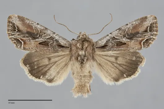 Lacanobia atlantica