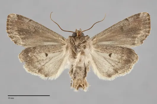 Lacanobia atlantica