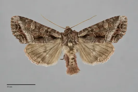 Lacanobia grandis