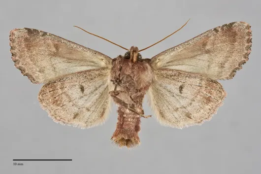 Lacanobia grandis