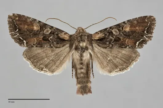 Lacanobia nevadae