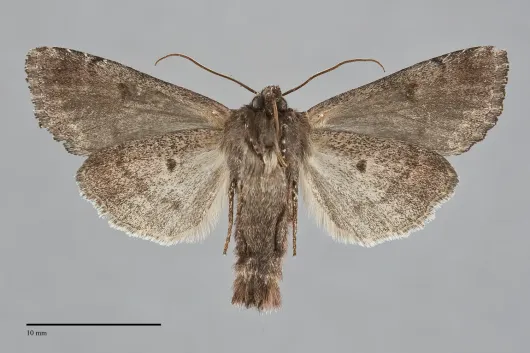 Lacanobia nevadae