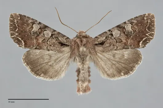 Lacanobia radix