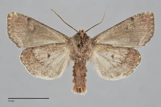 Lacanobia radix