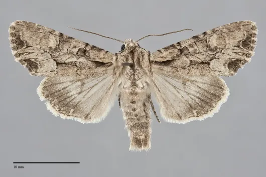 Lacanobia subjuncta