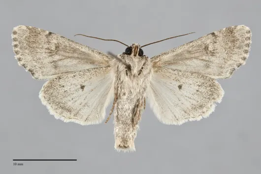 Lacanobia subjuncta