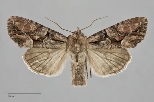 Lacanobia subjuncta