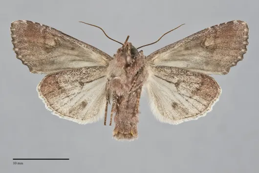 Lacanobia subjuncta