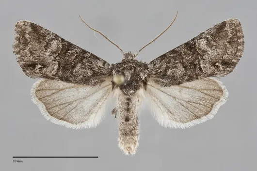 Lacinipolia anguina