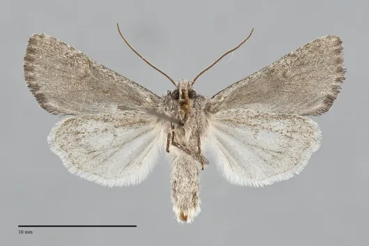Lacinipolia anguina