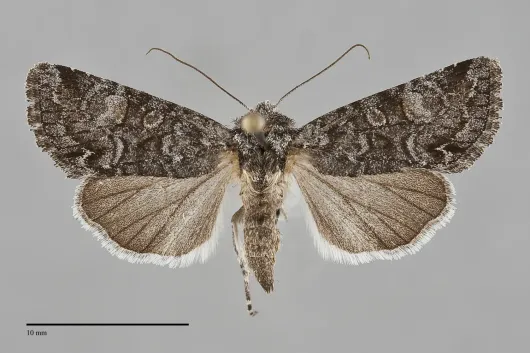 Lacinipolia anguina