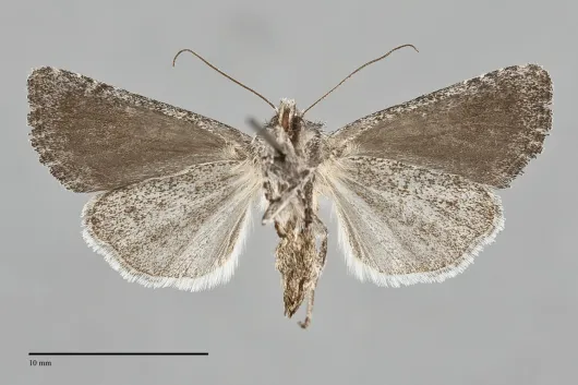 Lacinipolia anguina