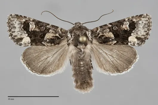 Lacinipolia comis