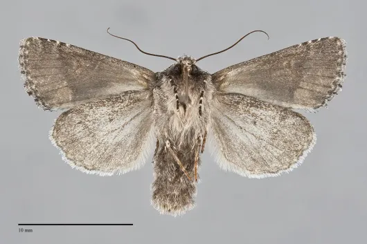 Lacinipolia comis