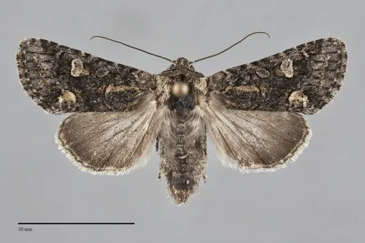 Lacinipolia comis