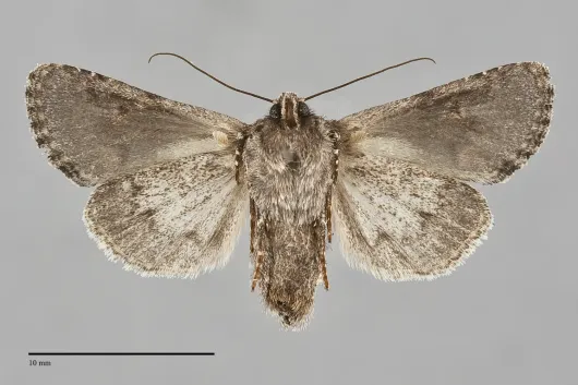 Lacinipolia comis