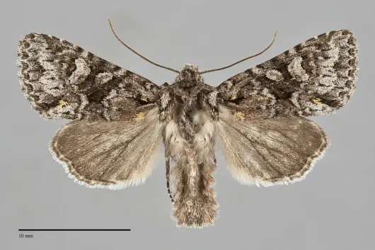 Lacinipolia cuneata