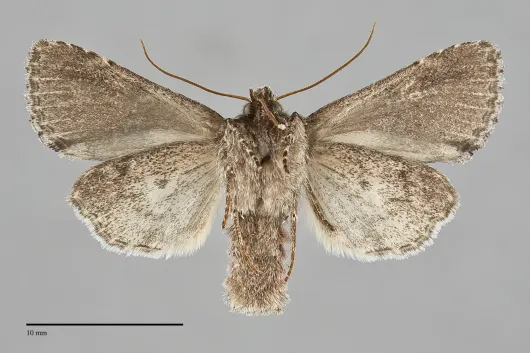Lacinipolia cuneata