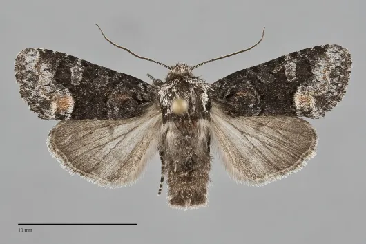 Lacinipolia davena