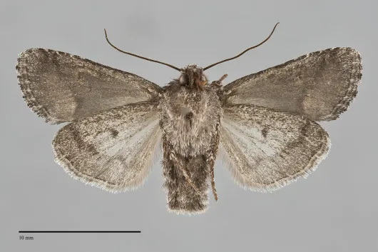 Lacinipolia davena