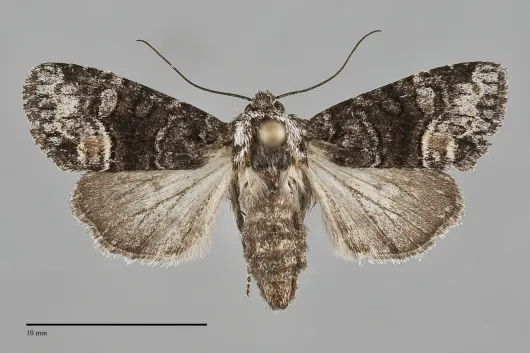 Lacinipolia davena