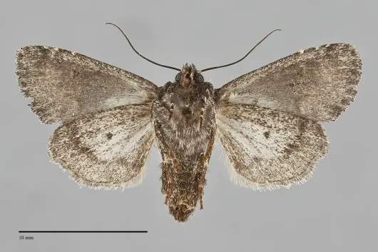 Lacinipolia davena